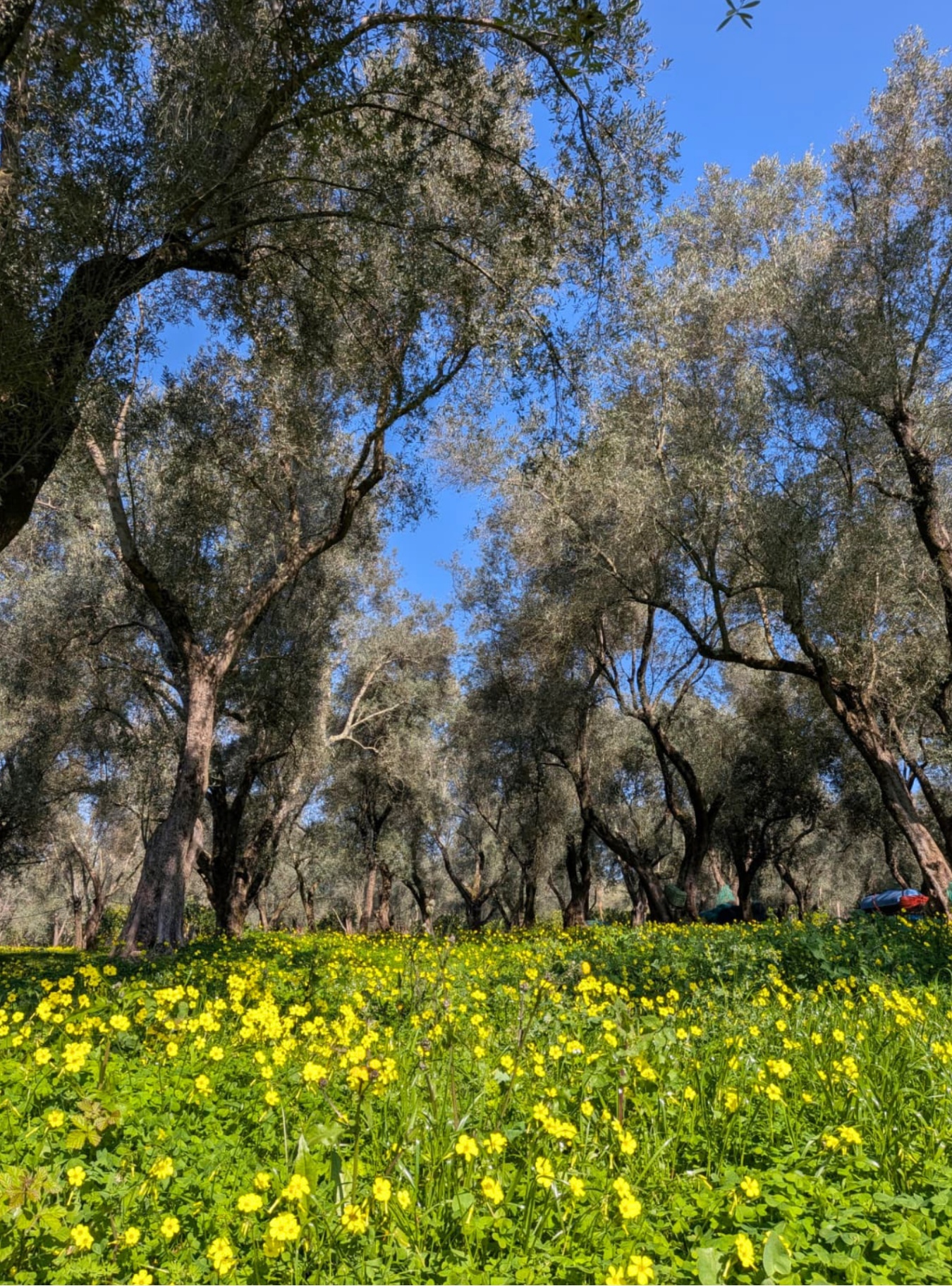 Cultivar Tombarello