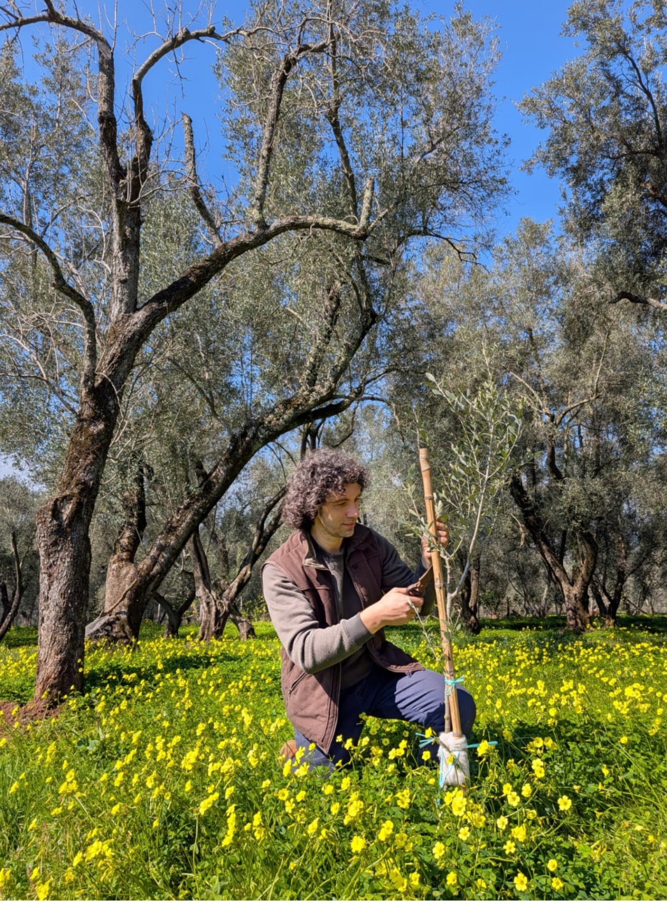 Agricoltore tra la fioritura gialla mentre lavora una giovane pianta di olivo