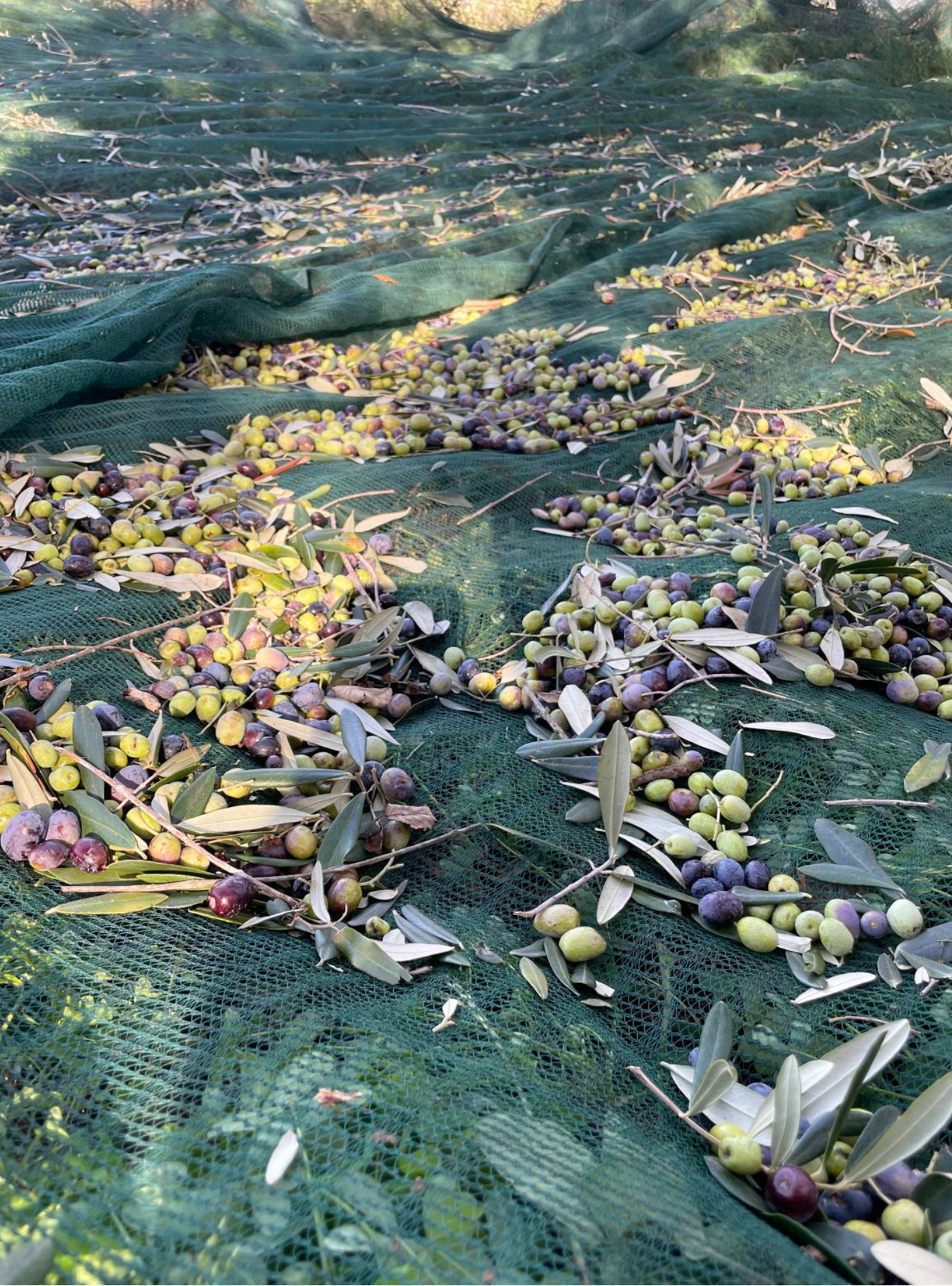 Olive appena raccolte sulle reti durante la raccolta