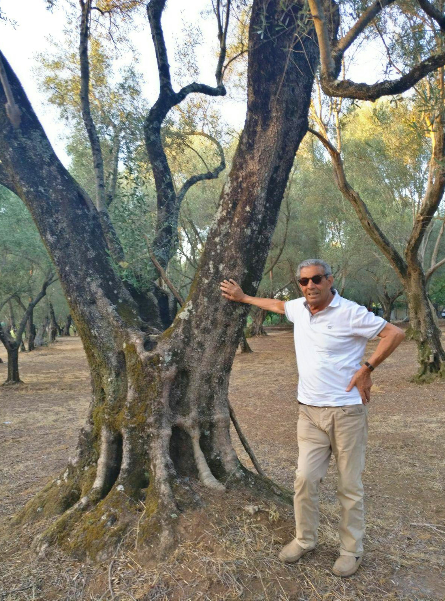 Olivo monumentale accanto al fondatore