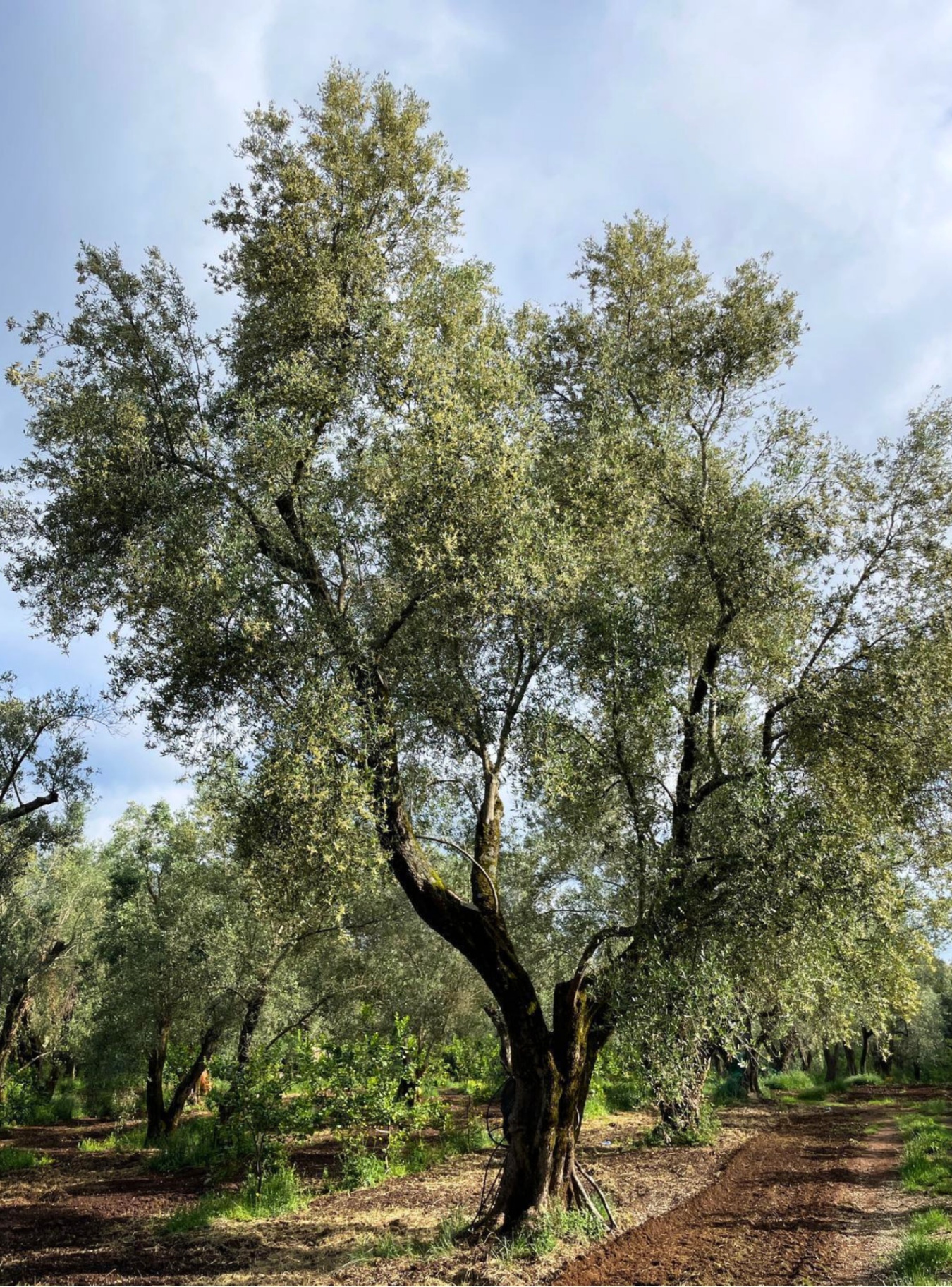 Cultivar Ciciarello
