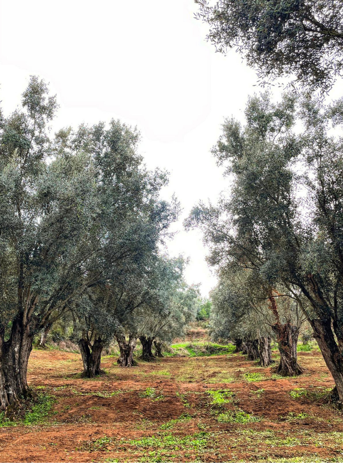 Filare ordinato di olivi nel terreno rosso