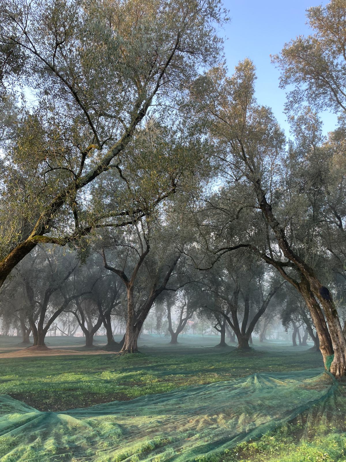 Oliveti secolari nelle colline calabresi